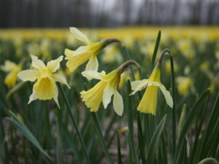 Narcissus 'W.P. Milner' bestellen